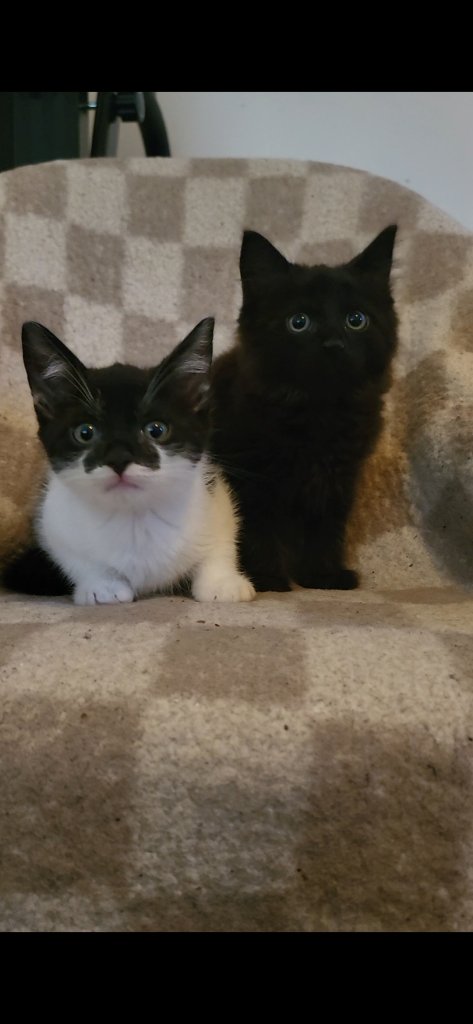 Kittens 😸 