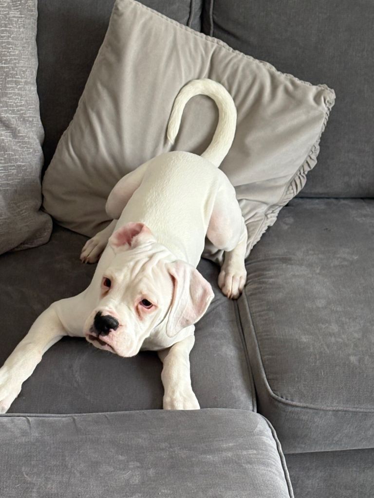 Last boxer puppy for sale 