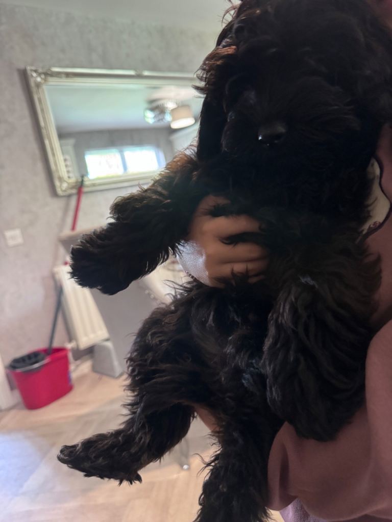 Toy cockapoo