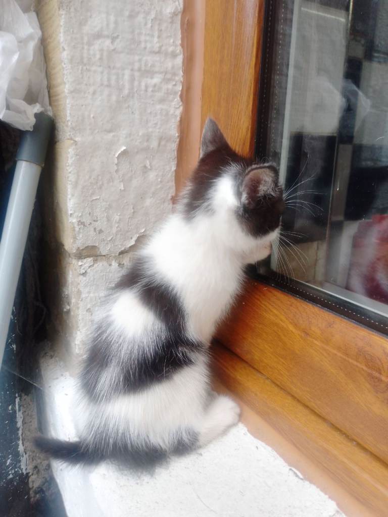 beautiful kittens 