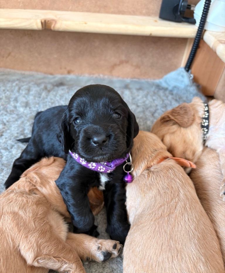 🐾 Cocker Spaniel Puppies – Now Here! 🐾 😍