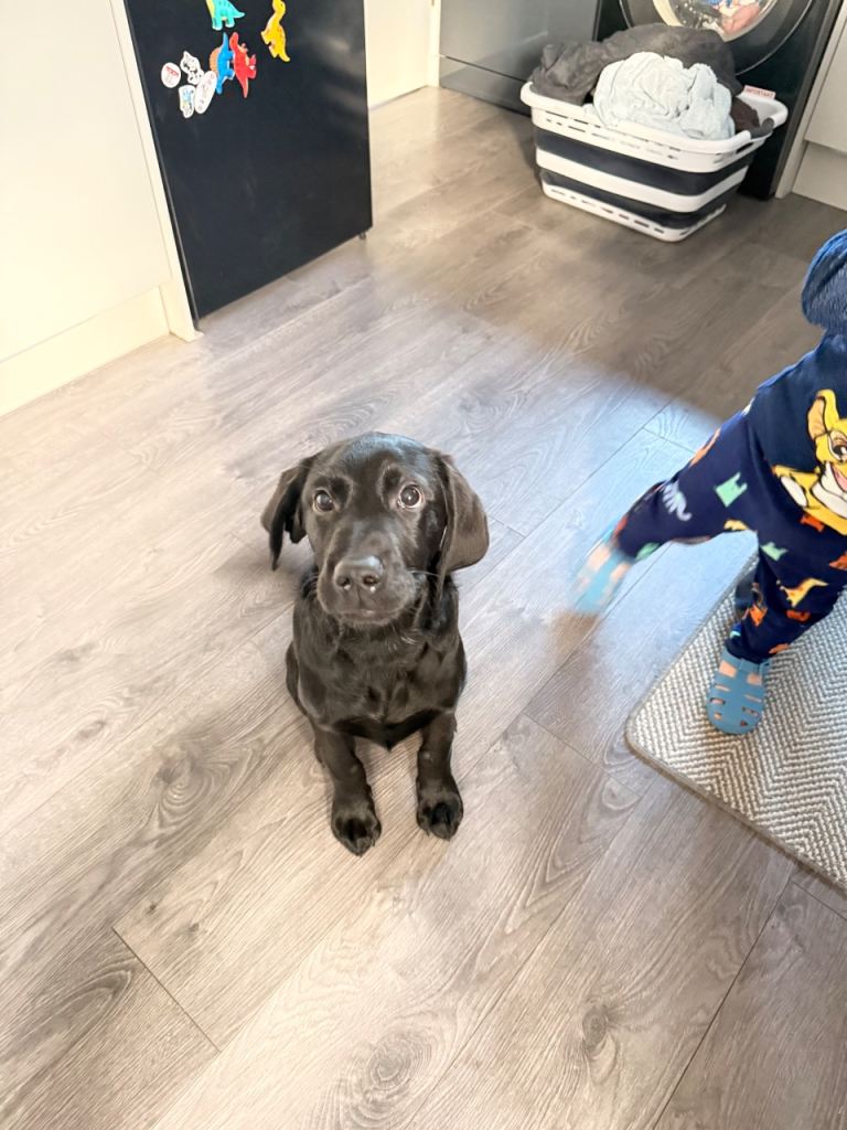 Puppy for sale