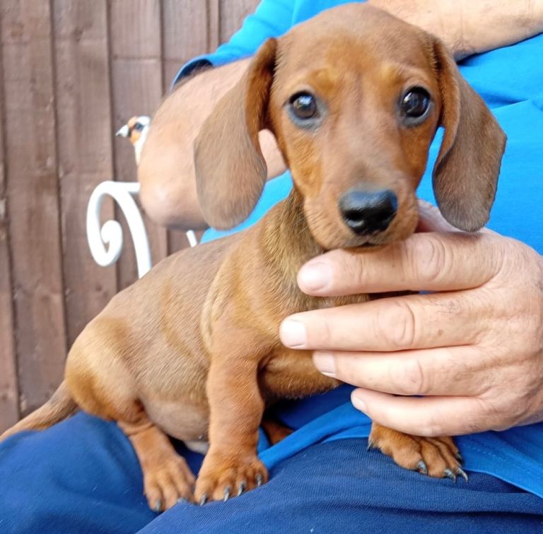 Adorable dachshund puppy 