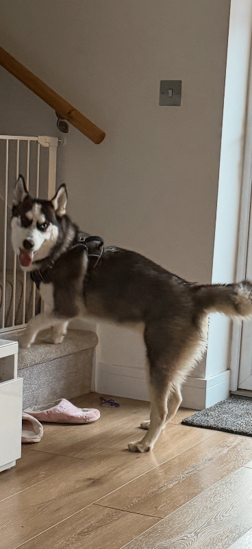 Siberian husky