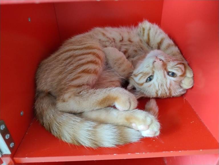 Kitten For Sale 