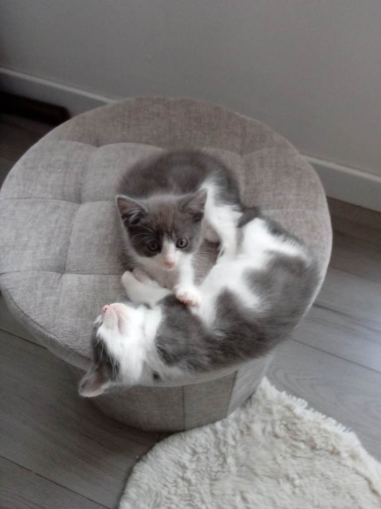 Kittens ready for new homes