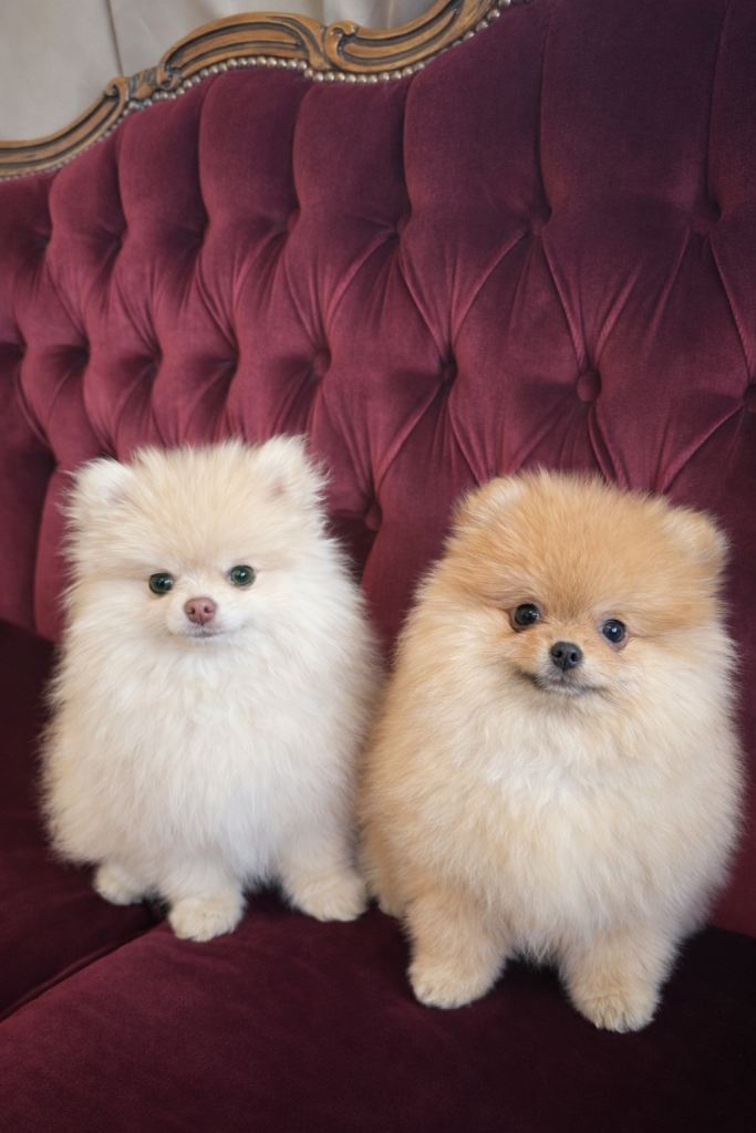 Mini Pomeranian litter 