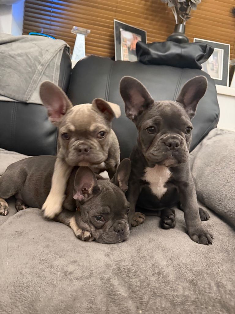 female french bulldog puppies (REDUCED)