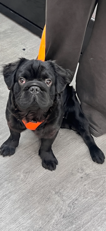 Black Fluffy Frenchie 