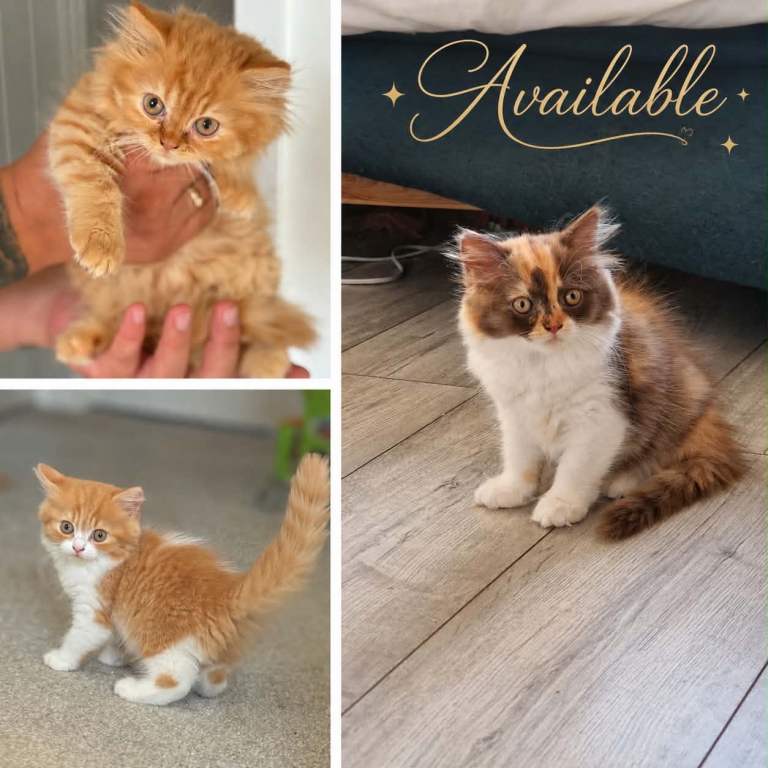 Pedigree British longhair kittens TICA registred