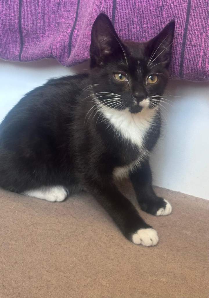 Kitten for sale 