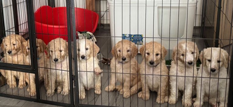 Goldendoodle 