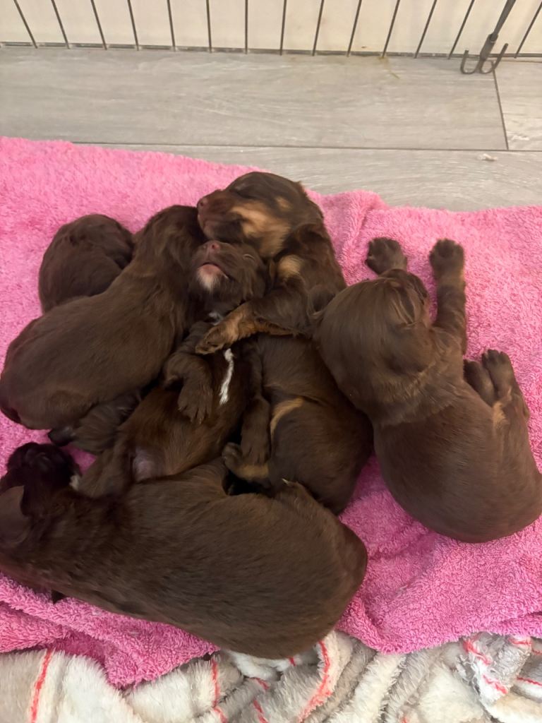 Sprockerpoo puppies