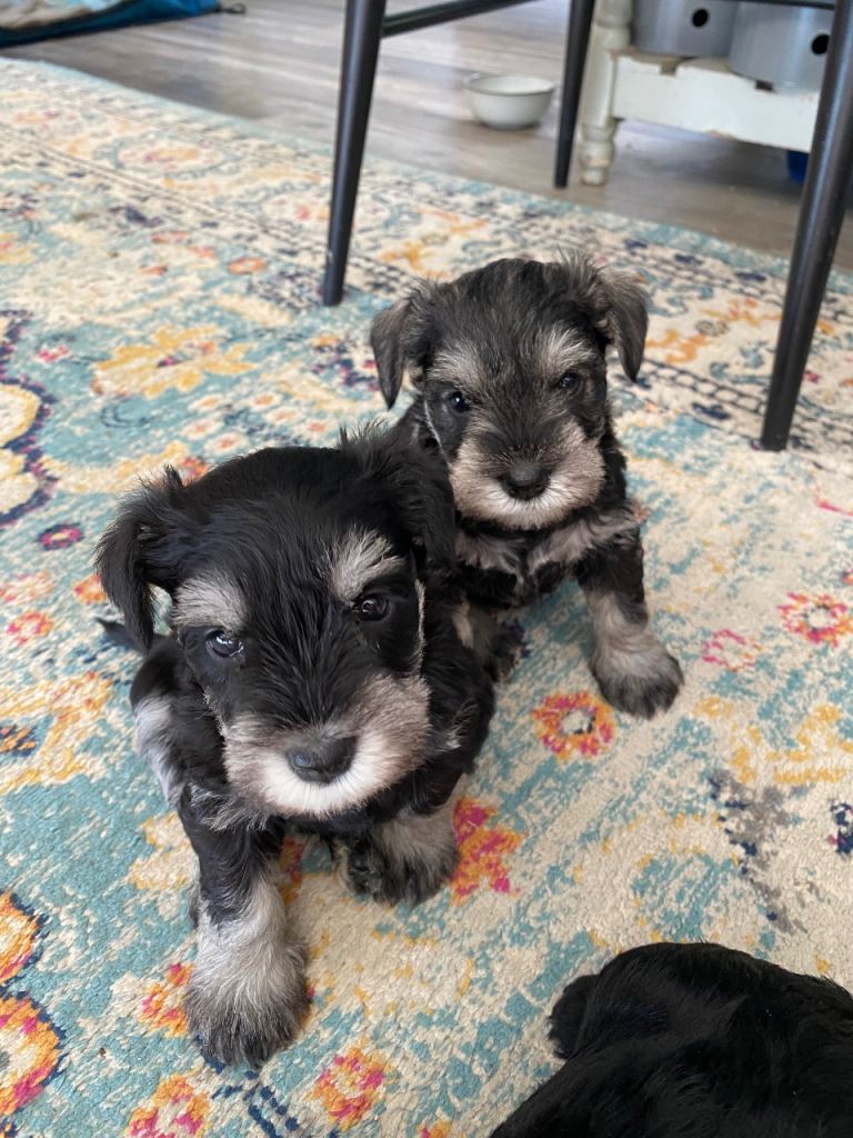 Miniature Schnauzer Puppies Pups