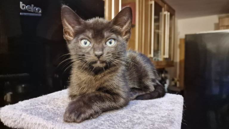 Beautiful Black Siamese-Type Cross Kittens – Ready Now in Birmingham