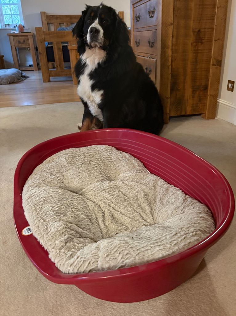 Dog Bed plus puppy training accessories 