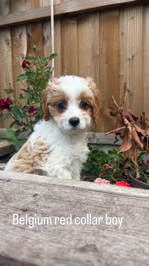 Beautiful litter Cavapoo 