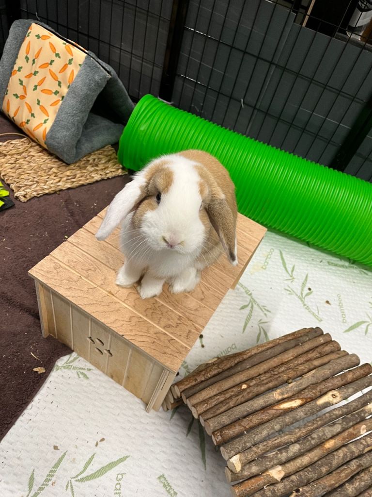 Male rabbit for sale
