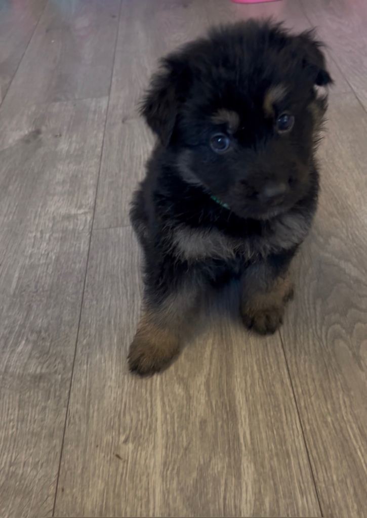 German shepherd puppies