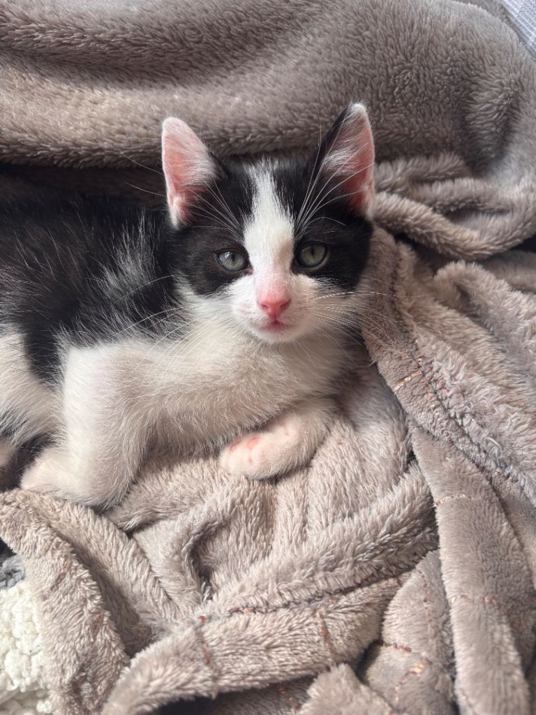3 kittens up for sale