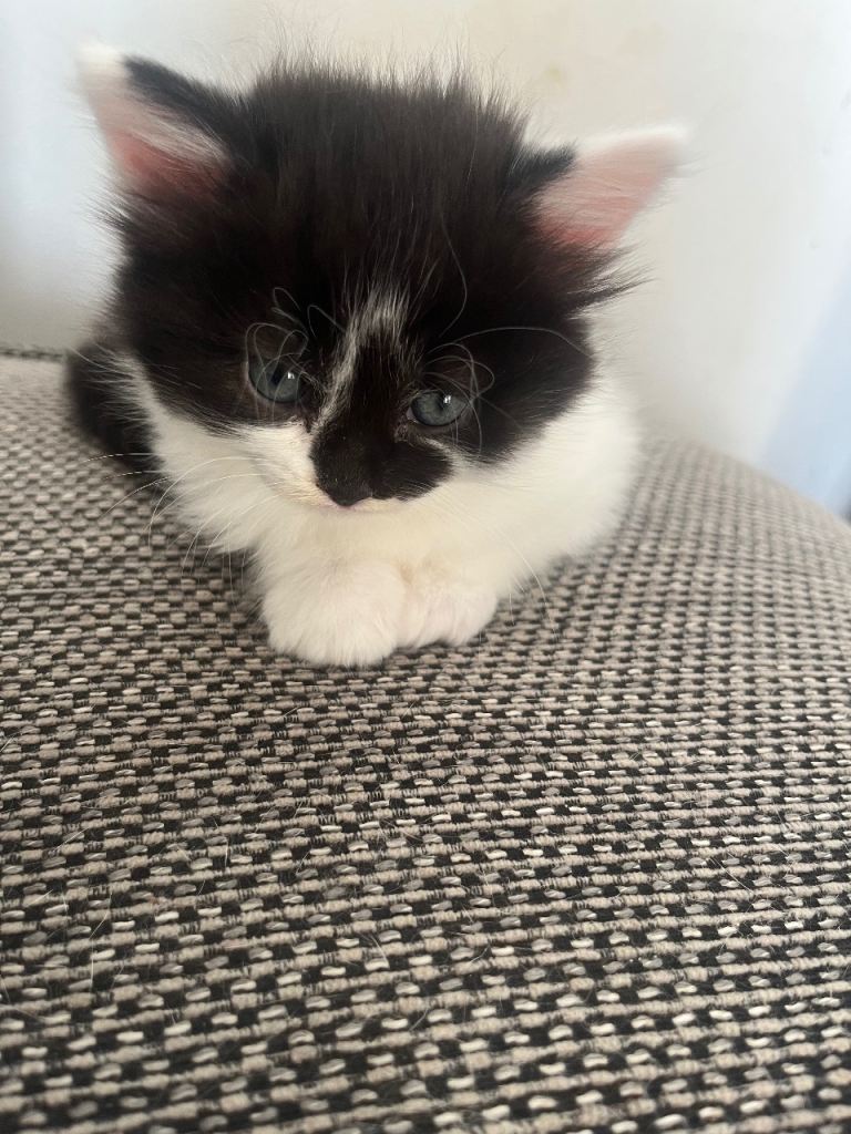 Norwegian forest gene kittens 