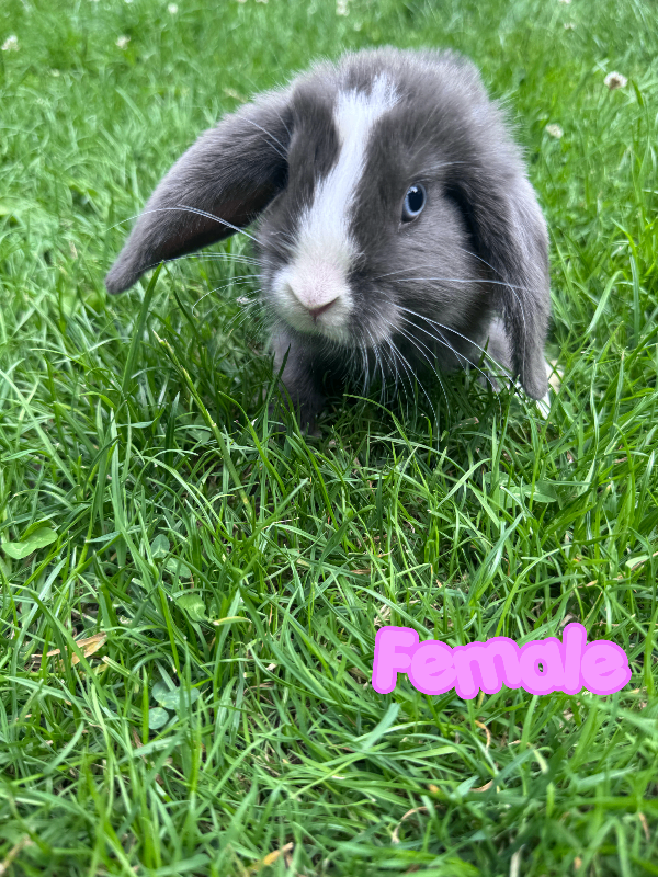 2 Adorable Mini Lop Bunnies for Sale 🐰