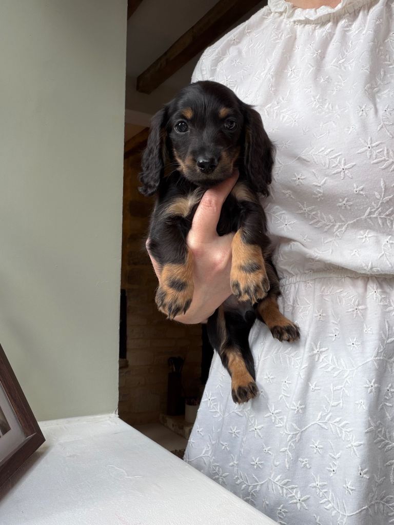 READY 3rd OCT KC MINI LONG-HAIRED DACHSHUND PUPPIES