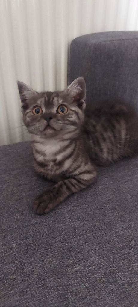 smoke british shorthair female