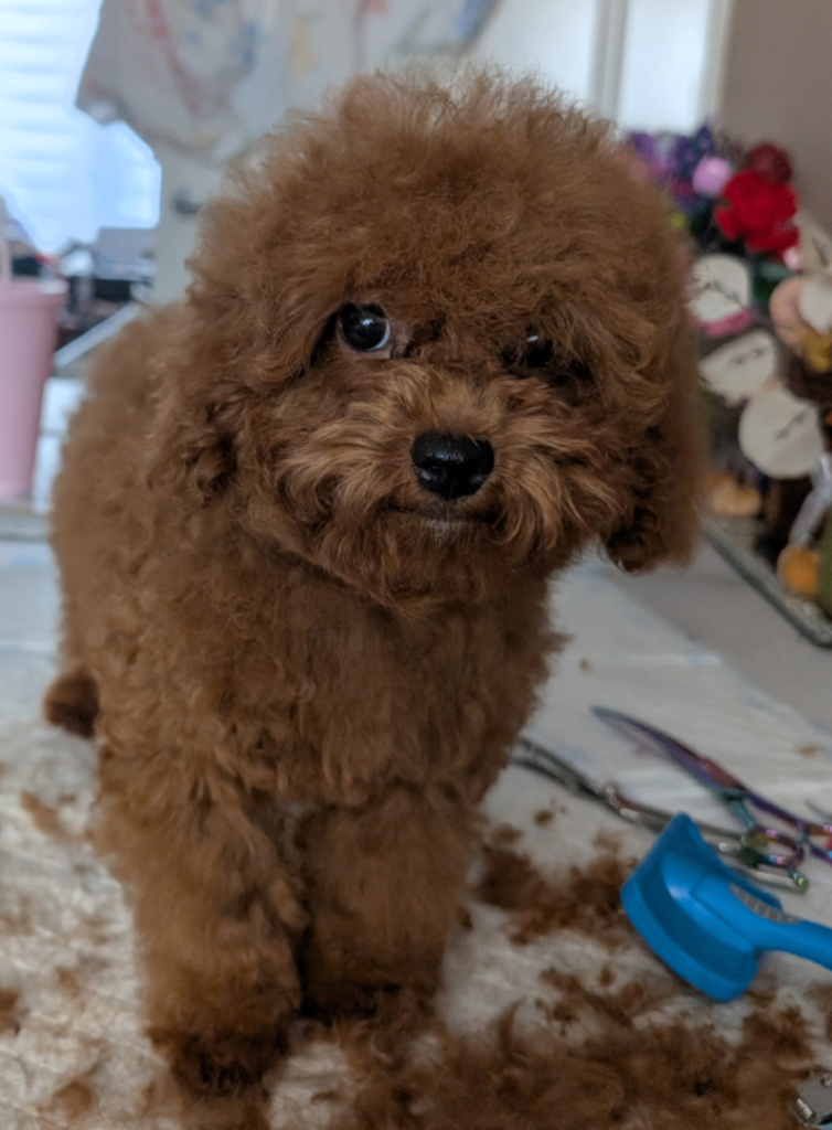 Asian red toy poodles