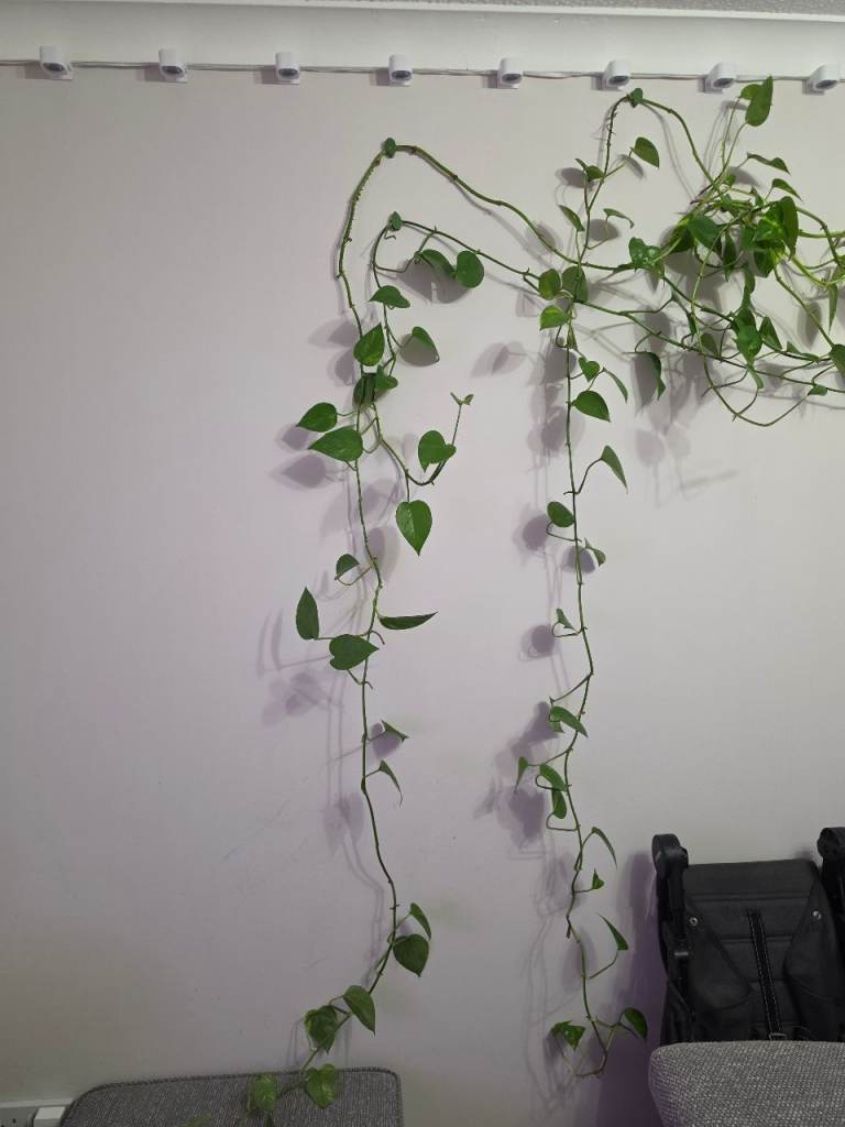 Very long Devil’s ivy house plant (pothos)