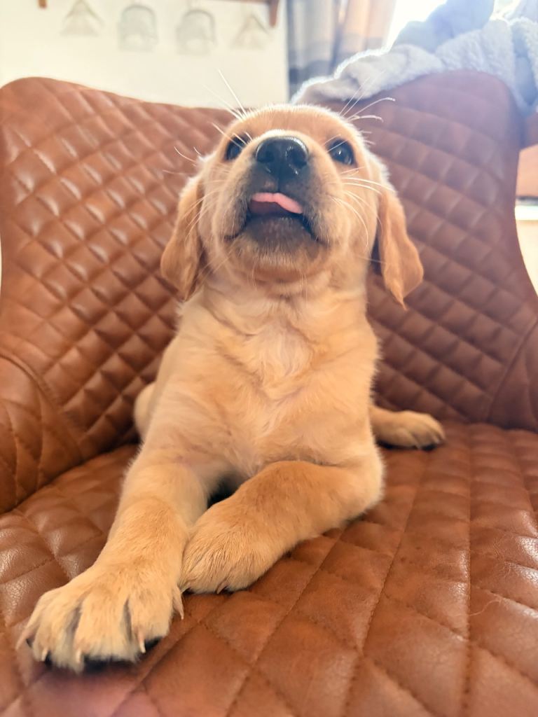 Gorgeous kc registered Labrador puppies