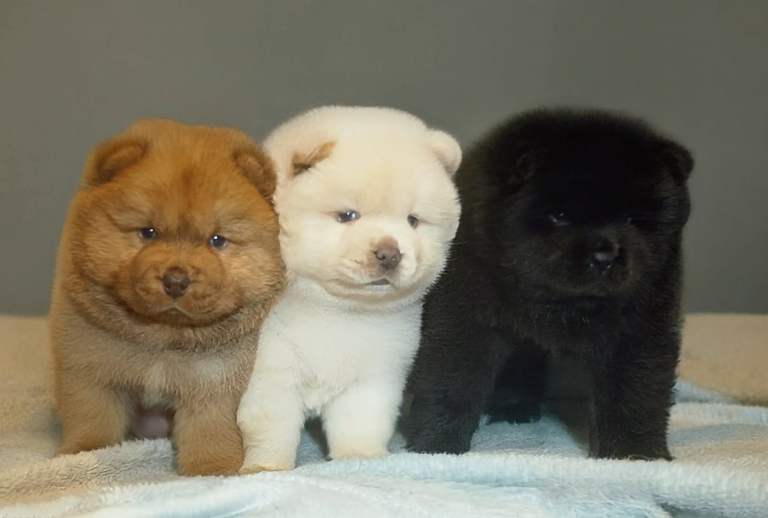 Stunning chow chow puppies for sale 🐻