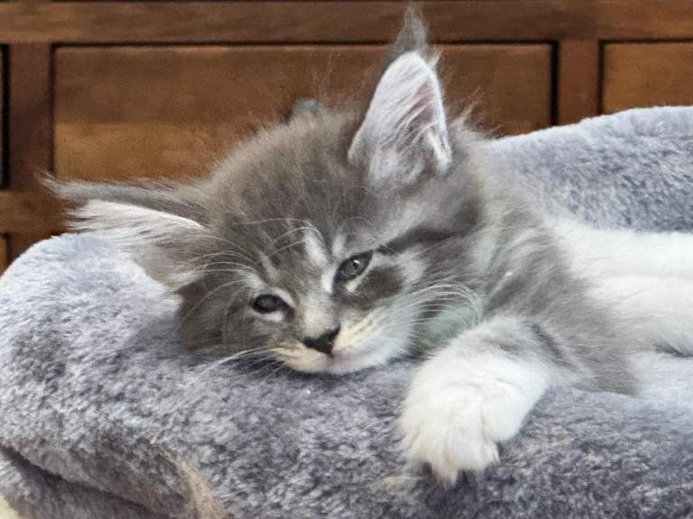 Pedigreed Maine Coon kittens