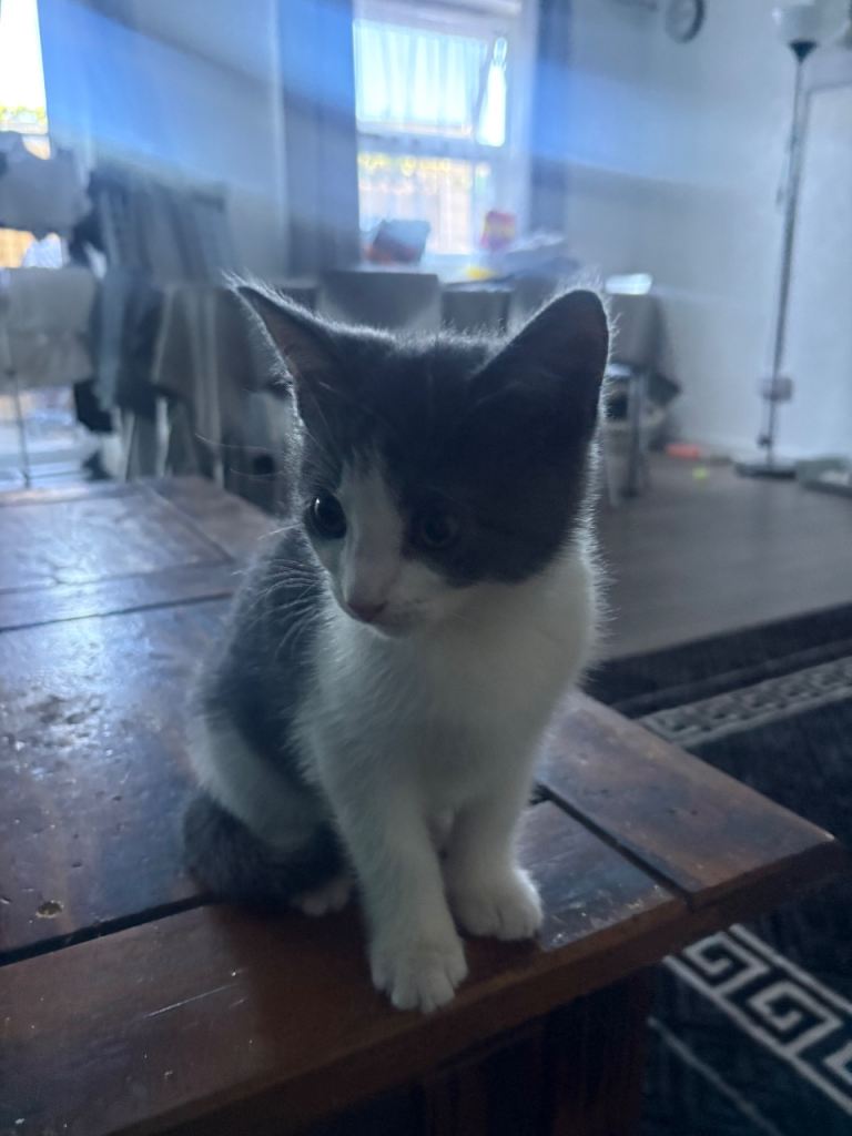 2 Beautiful Kittens