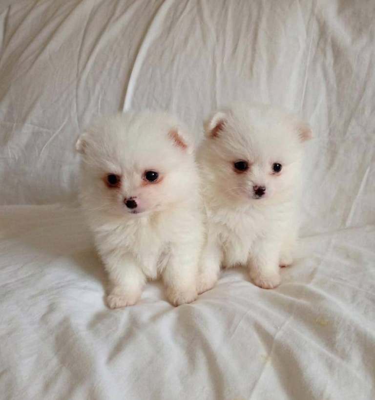 Miniature Pomeranian puppies 