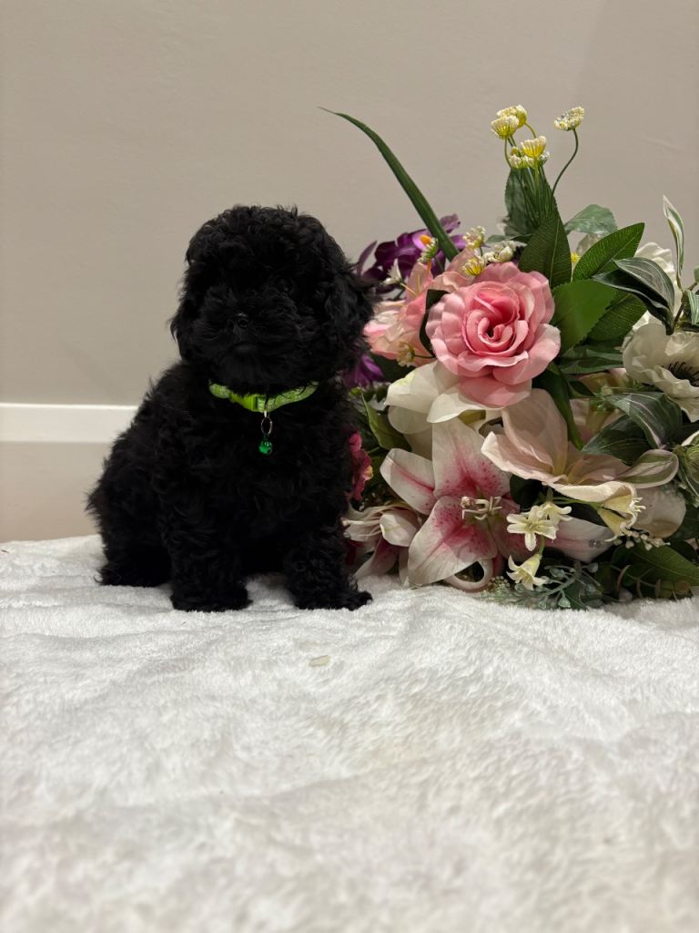 Toy poodle puppy