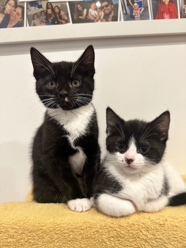 9 weeks old Mixed breed 