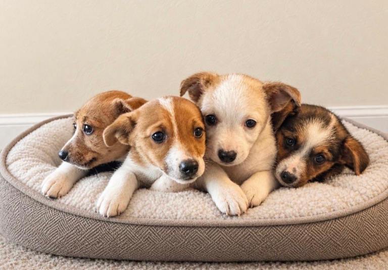 Traditional Jack Russell puppies ready now 