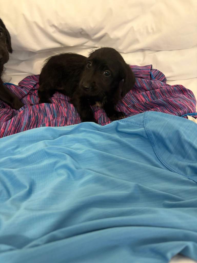 Cocker spaniel puppies
