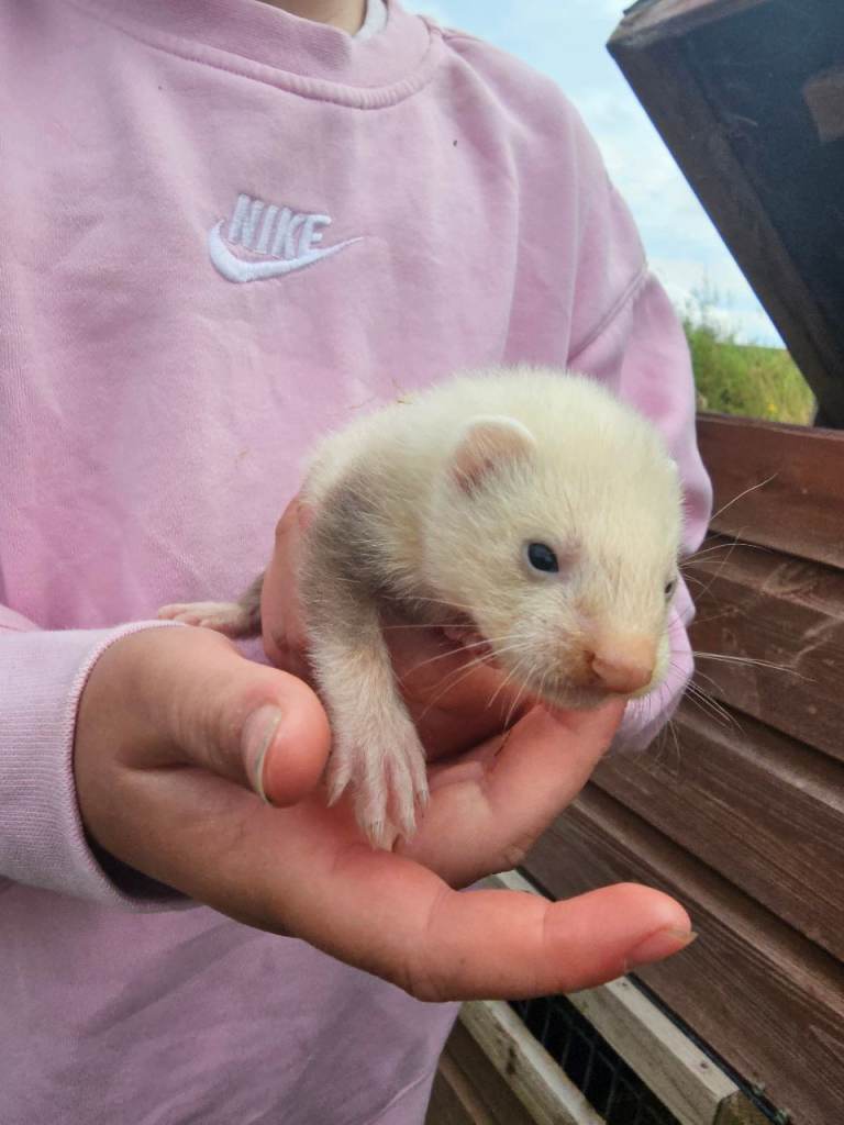 Ferrets