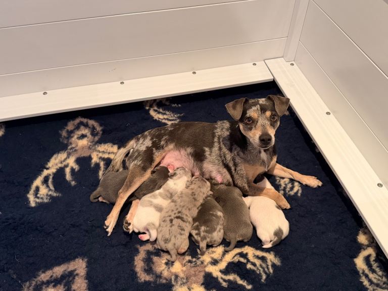 Perfect Blue and Blue Merle Jack Russell Puppies