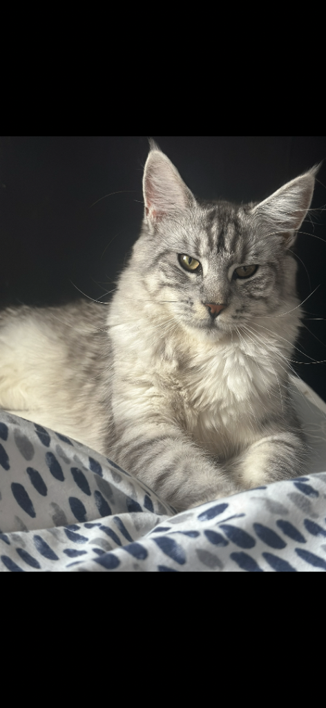 Maine coon x bsh kittens!!