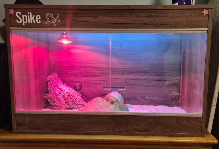 Bearded dragon plus vivarium 