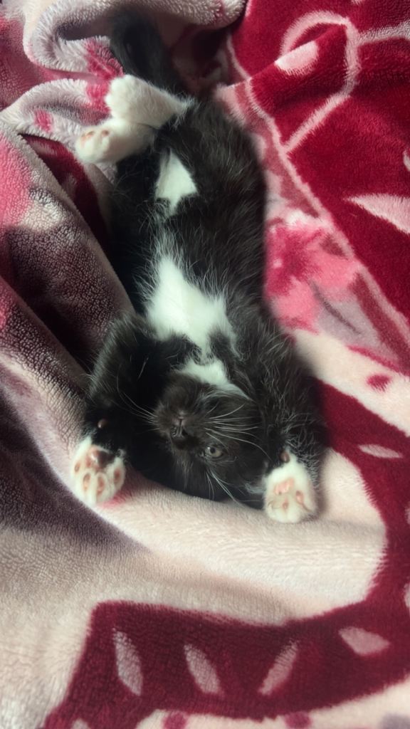 1 kitten