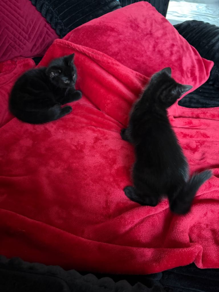 3 girl kittens, £50 each