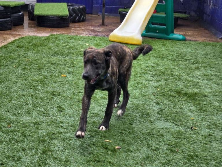 URGENT REHOMING 8 month old mixed breed puppy 