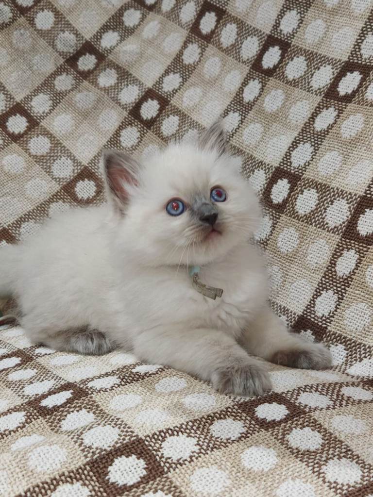 Last male Ragdoll Kitten left ready to leave now