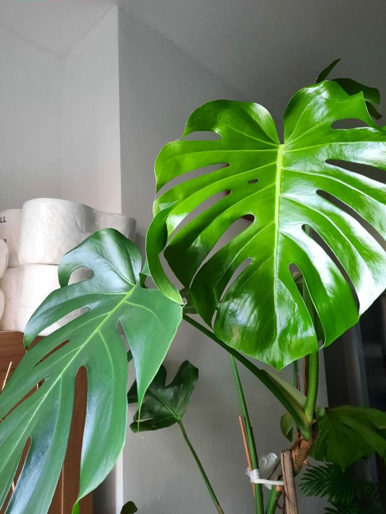Large 5ft Monstera deliciosa plant. 