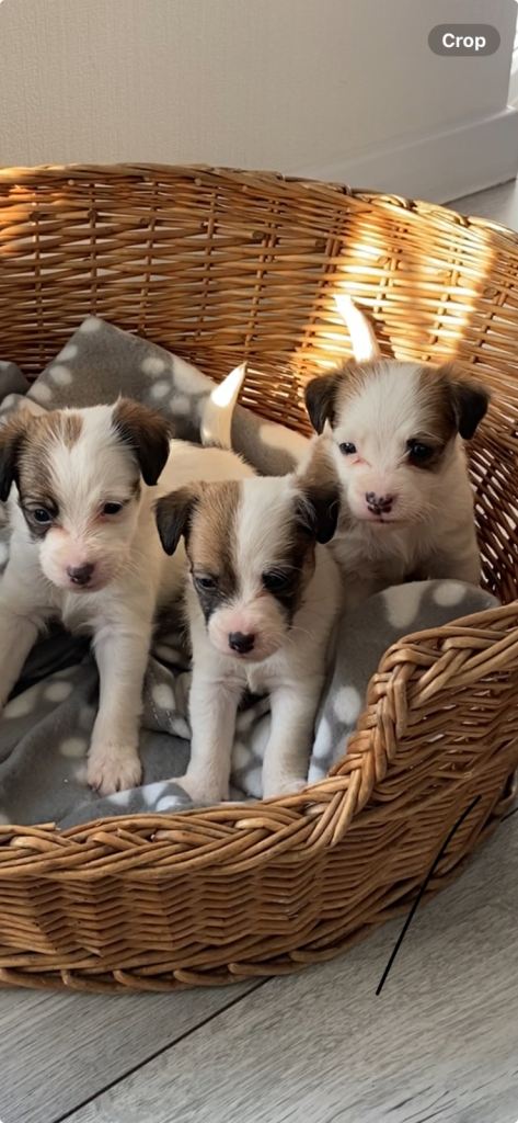 Jack Russell puppies 