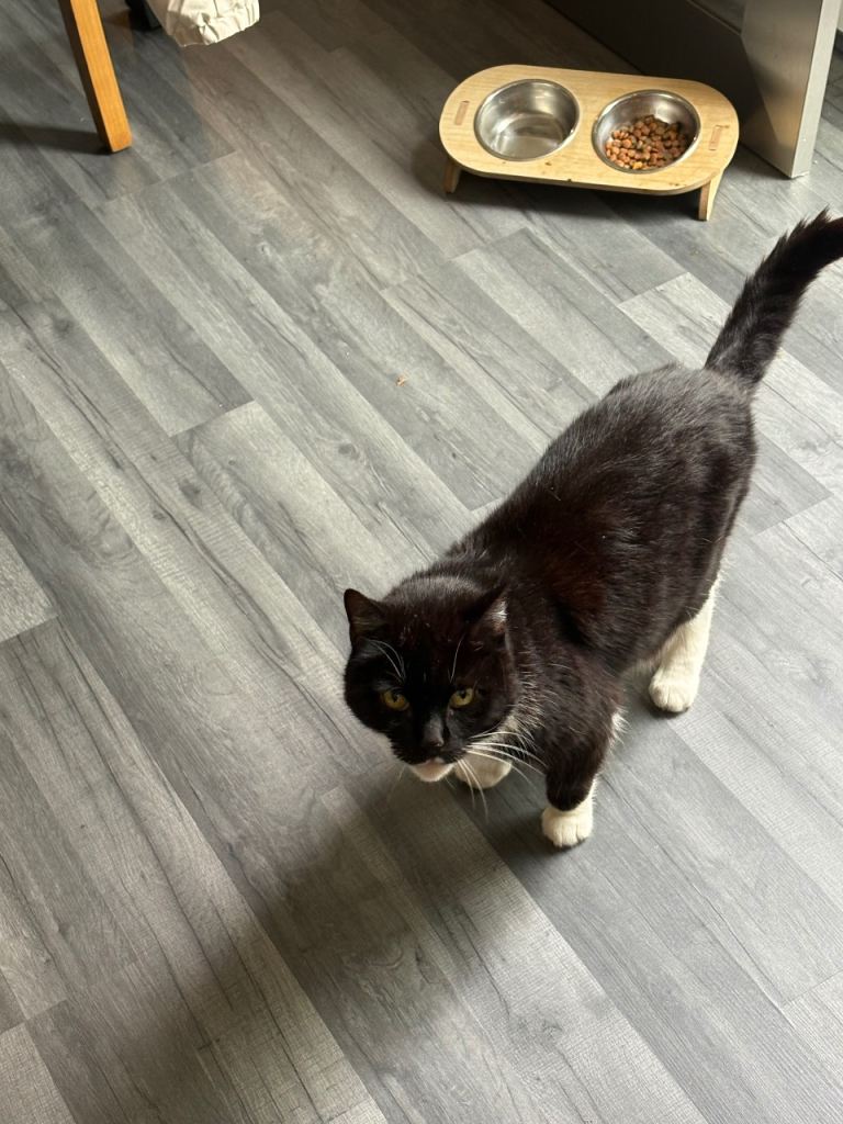 Loving 11 year old cat